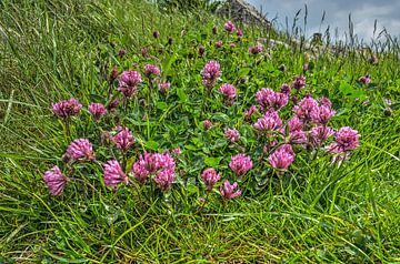 Red clover in the greenery