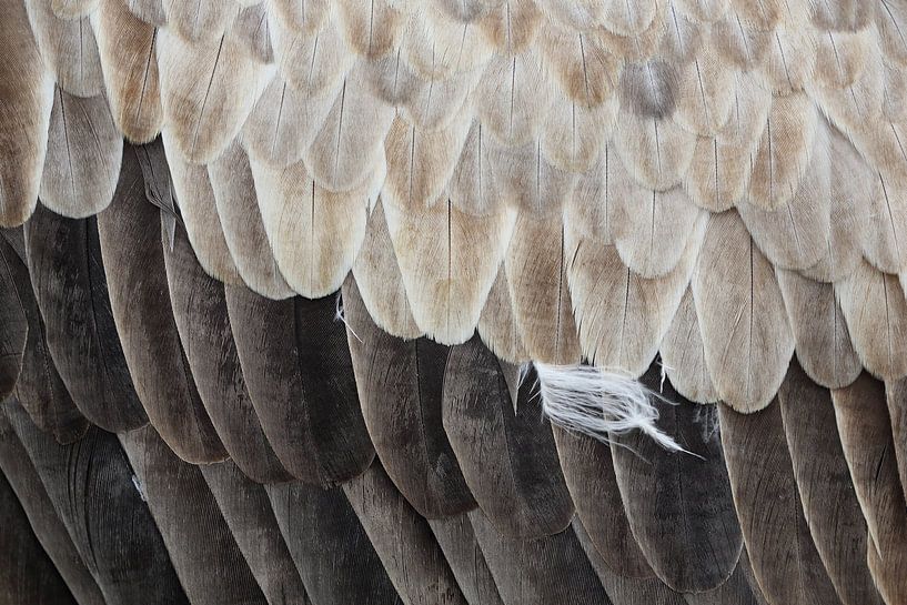 Witruggier (Gyps africanus) van Ronald Pol