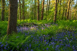 Wilde Hyazinthen in der Wildrijk