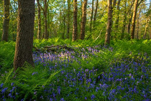 Wild hyacinths in the Wildrijk