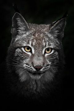 Close-up full-face portrait of a young beauty lynx with yellow eyes by Michael Semenov
