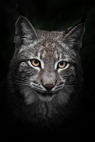 Close-up full-face portrait of a young beauty lynx with yellow eyes