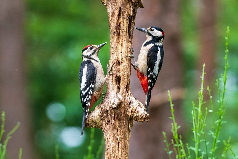 Great spotted woodpecker by Merijn Loch