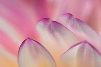 Petal