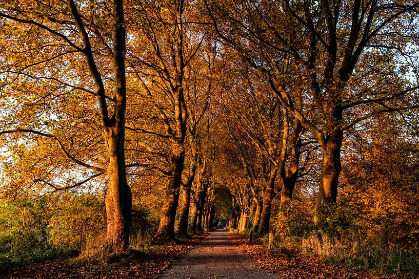 koperen platanen von jan van de ven
