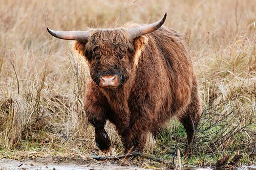 Schotse hooglander in het water