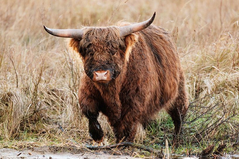 Scottish Highlander in the water by Melissa Peltenburg