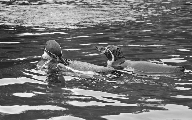 Pinguïns in zwart wit van Jose Lok