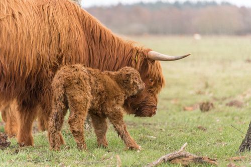 Veau nouveau-né près de sa mère sur Ans Bastiaanssen