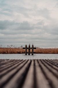 Roseau, canal et mouettes