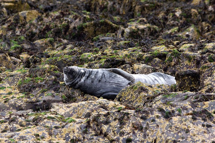 zeehond by Wendy Hilven