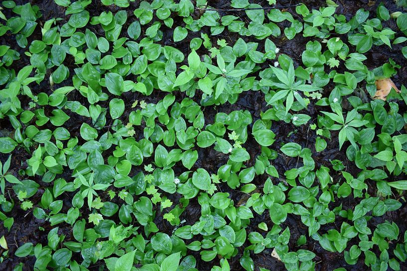 New shoots in the forest in spring by Claude Laprise