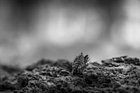 Buche Nuss im Sonnenlicht im Wald gefangen