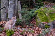 Lynx van Willem Laros | Reis- en landschapsfotografie thumbnail