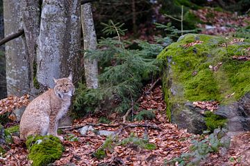 Lynx van Willem Laros | Reis- en landschapsfotografie