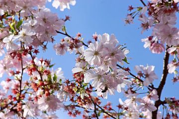 springtime! ... Under The Cherry Tree 02