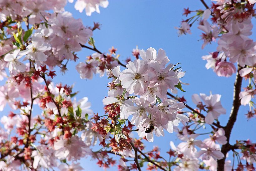 springtime! ... Under The Cherry Tree 02 von Meleah Fotografie