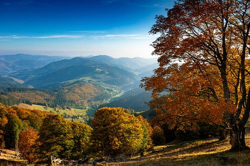 Belchen in de herfst