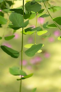 Rameaux verts et fleurs roses