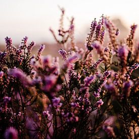 Purple heather by Babet Trommelen