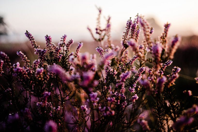 Violettes Heidekraut von Babet Trommelen