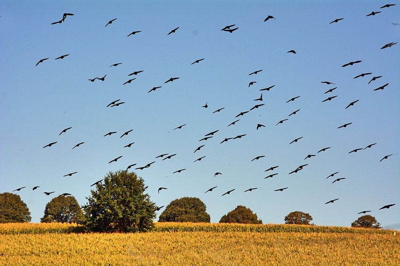 Invasion par Edgar Schermaul