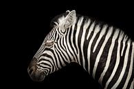 Elegante zebra van Wianda Bakker thumbnail