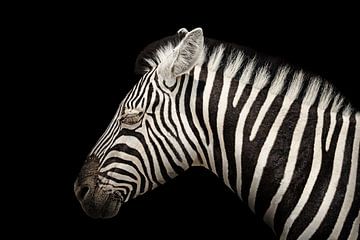 Elegante zebra van Wianda Bakker