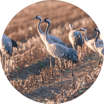 Kraanvogels rusten en eten in een veld tijdens de herfstmigratie van Sjoerd van der Wal Fotografie