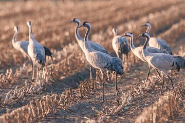 Kraanvogels rusten en eten in een veld tijdens de herfstmigratie