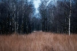 Winterwanderung im Wald Kahle Bäume unter blassem Himmel Die Schale in Griendtsveen