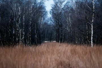 Winterpad in het Bos Kale Bomen onder een Bleke Hemel De Peel in Griendtsveen van Femke Ketelaar