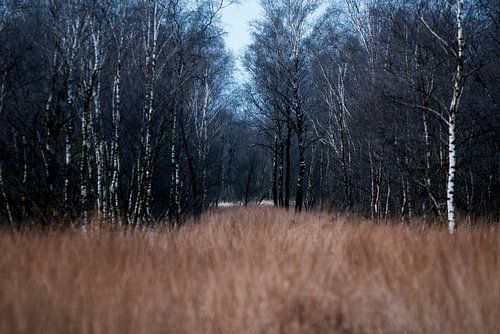 Winterpad in het Bos Kale Bomen onder een Bleke Hemel De Peel in Griendtsveen