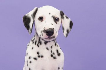 Portret van een dalmatiër puppy van Elles Rijsdijk