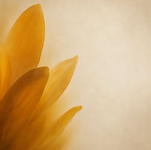 Gele bloei