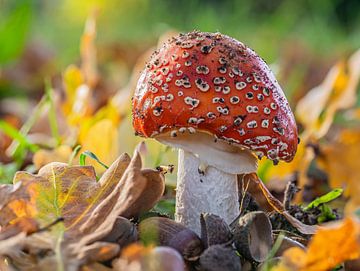 Young fly agaric in autumn