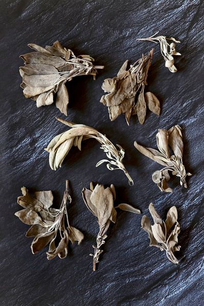 Sage by Thomas Jäger