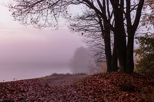 Misty Twilight Tree