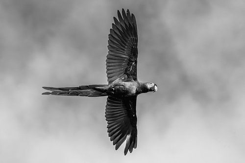 Zwart wit Ara Vogel in Vlucht