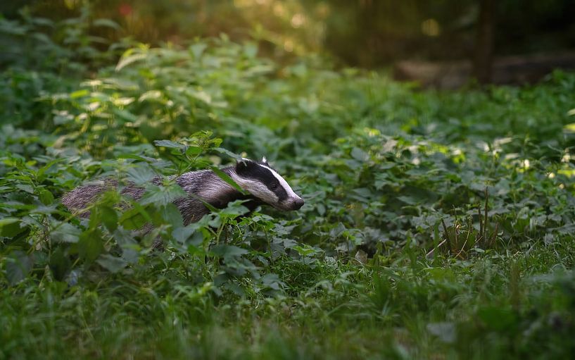 badger by Andy van der Steen - Fotografie