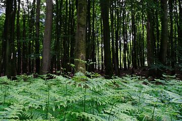 Summer ferns by Ostsee Bilder