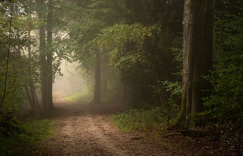 Bospaadje in de Mist