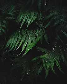 Fern close up