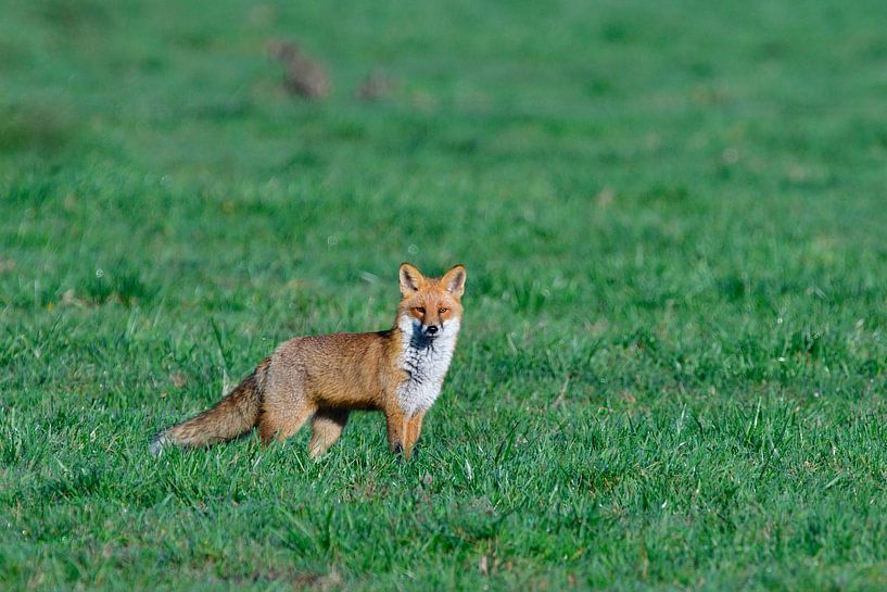 Red Fox by Karin Jähne