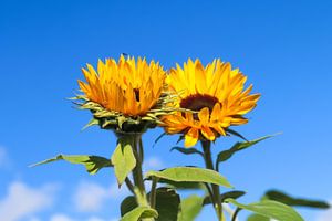 Nahaufnahme von zwei Sonnenblumen vor blauem Himmel von MPfoto71