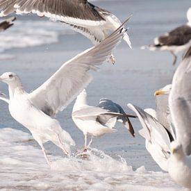 Gulls looking for food in the surf by Melissa Peltenburg