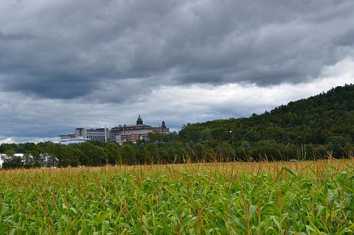Een maisveld in de zomer