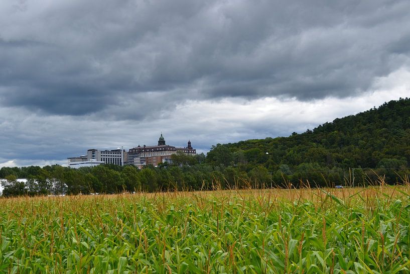 Een maisveld in de zomer van Claude Laprise