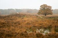 Paysage d'automne de la Drenthe avec brouillard