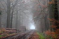 Atmosphärischer und bunter Waldweg von Paul Muntel Miniaturansicht